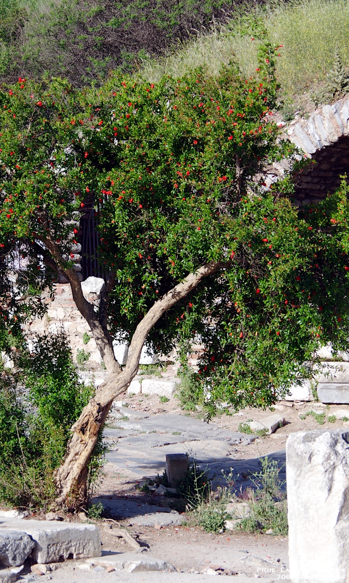 70676CrLeUsm - Footsteps of Paul - Exploring the ruins of Ephesus